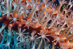 The Gorgonian and its fingers have lots of color. This ph... by Steven Anderson 